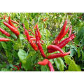 Peperoncino piccante caotico Hotsale